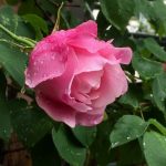 雨上がりのバラ