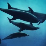 名古屋港水族館に行ってきました！