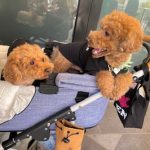 愛犬とショッピング