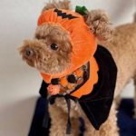 一足早めのハロウィン🎃