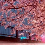春ですね🌸